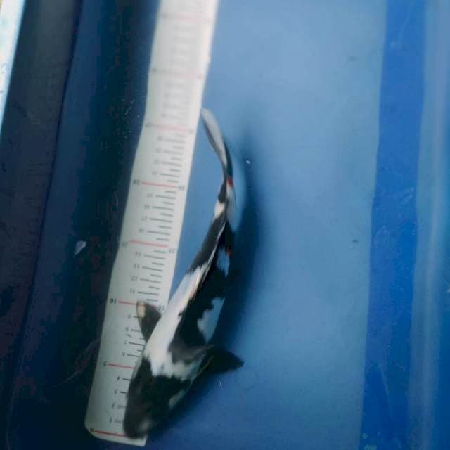 Sowa doid 26cm
