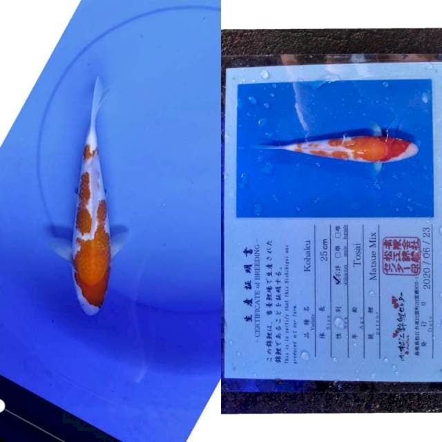 Kohaku serty matsue