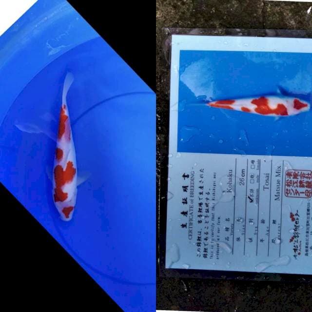 Kohaku serty matsue
