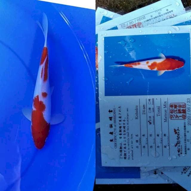 Kohaku serty matsue