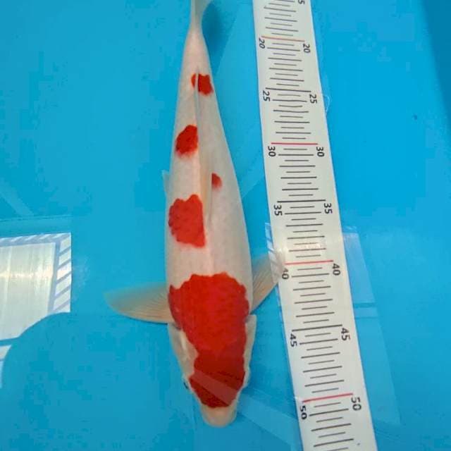 Kohaku Deep Red