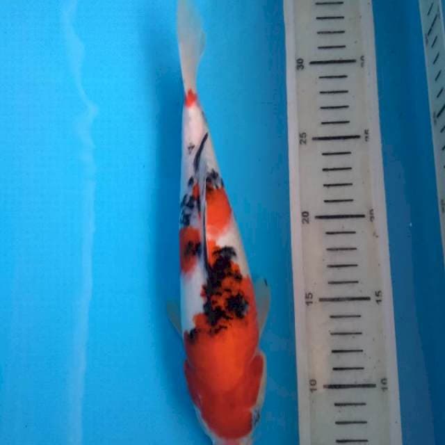 Sanke 26 male