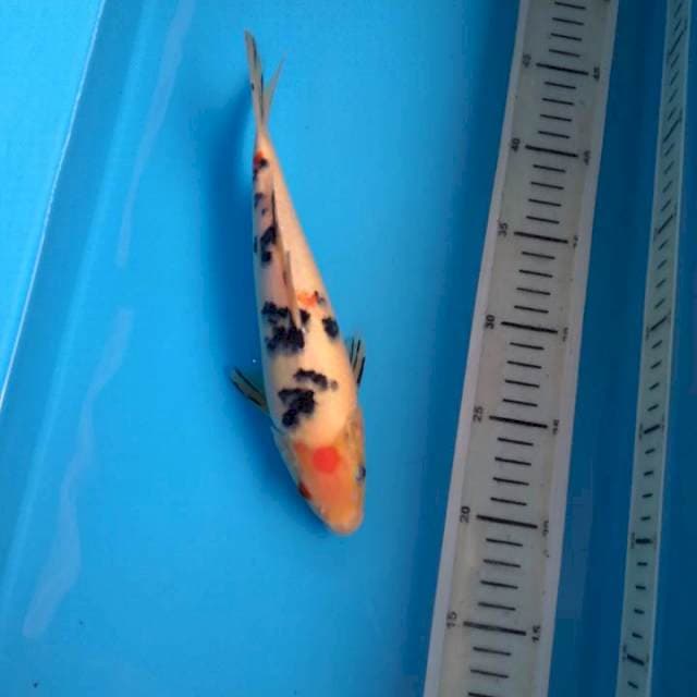 Tancho sanke 24 female