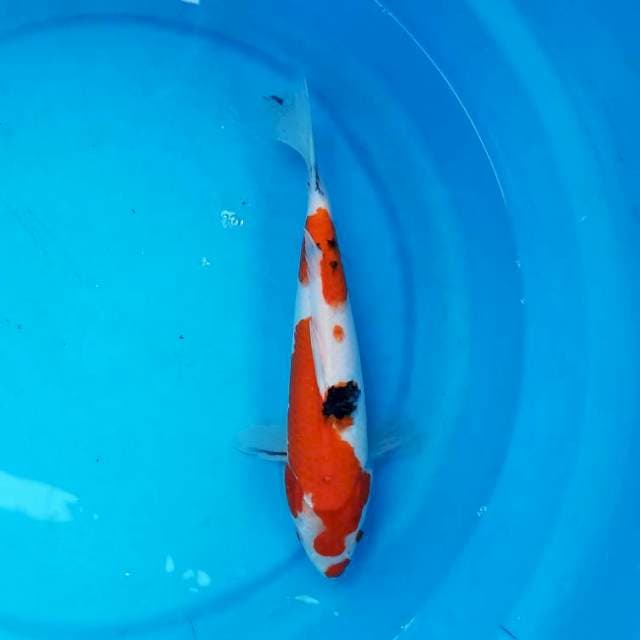 Sanke 28 cm