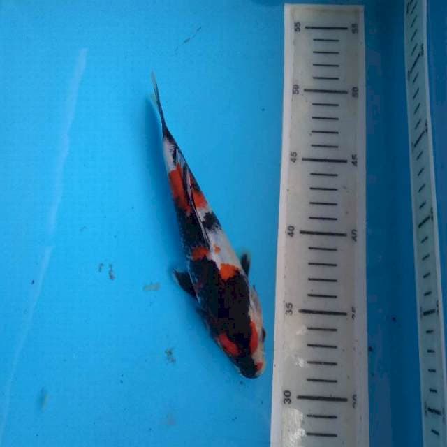 Showa 19cm female
