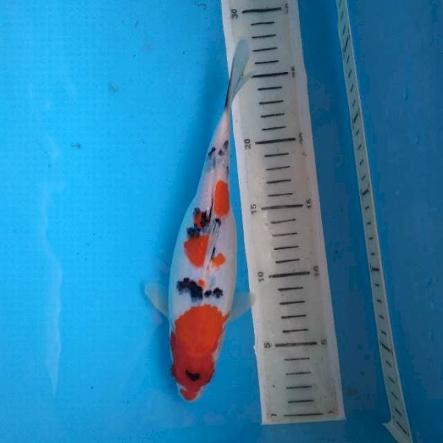 Sanke 24cm female