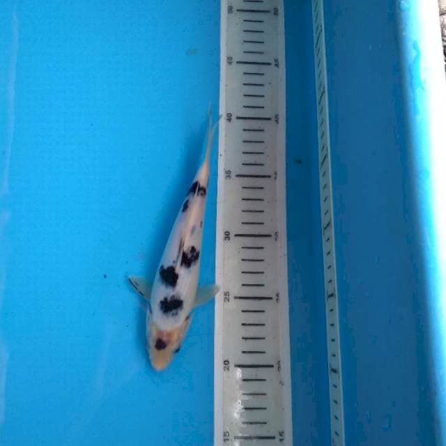 Beko 20cm female