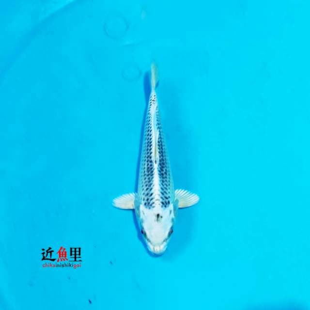 Matsuba 22 cm