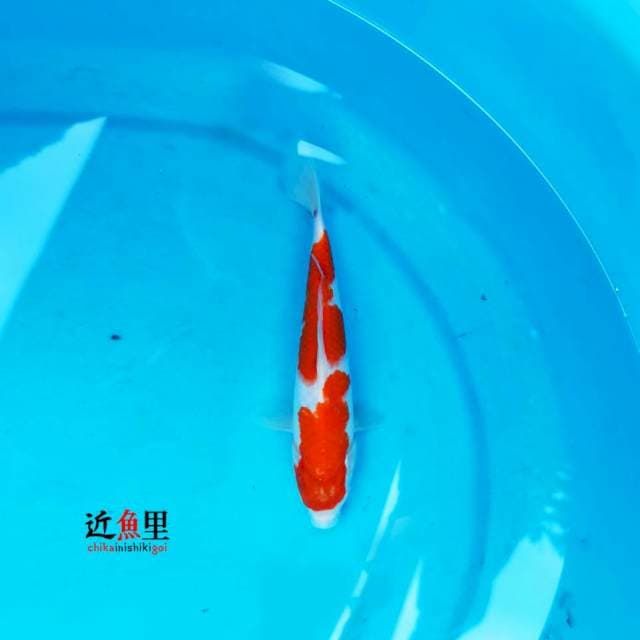 Nidan Kohaku 27 cm