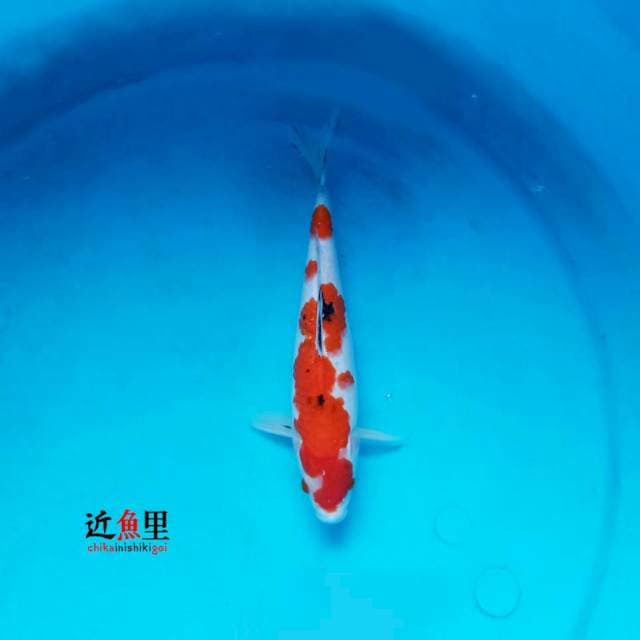 Sanke 23 cm