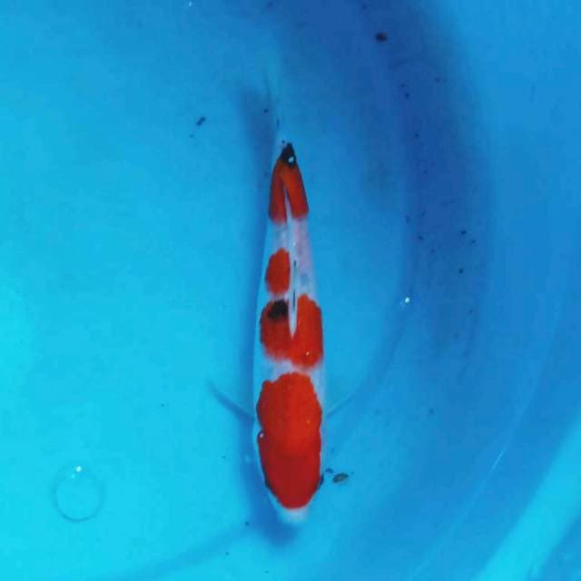 Sanke 22 cm