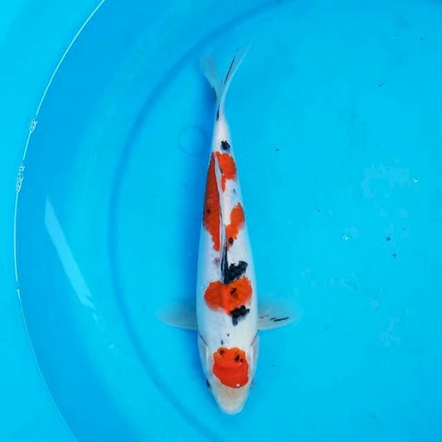 Sanke 26 cm