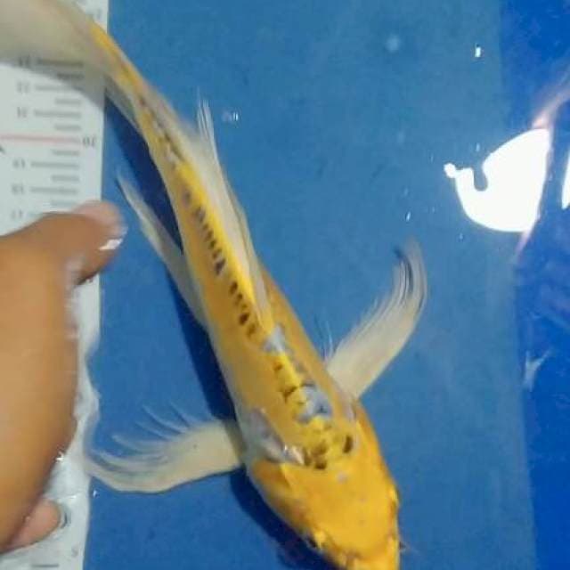Kumpay 30cm
