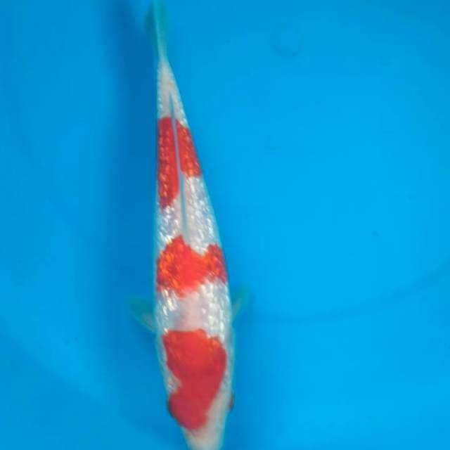 Sk ginrin full