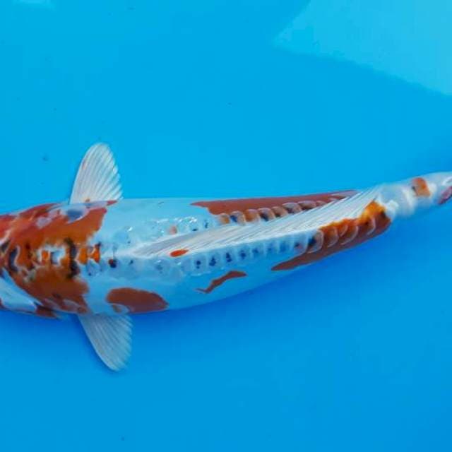 Beni kiko 32cm