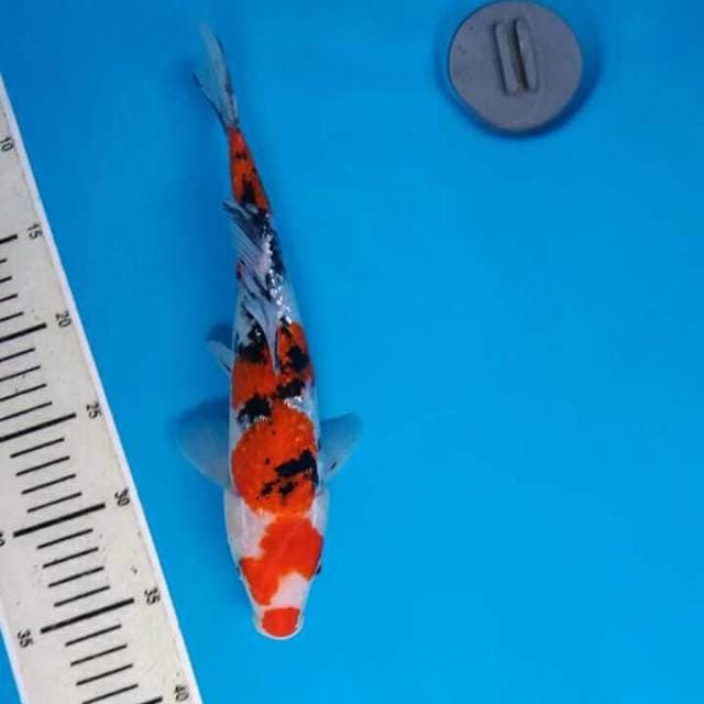 Sanke ginrin