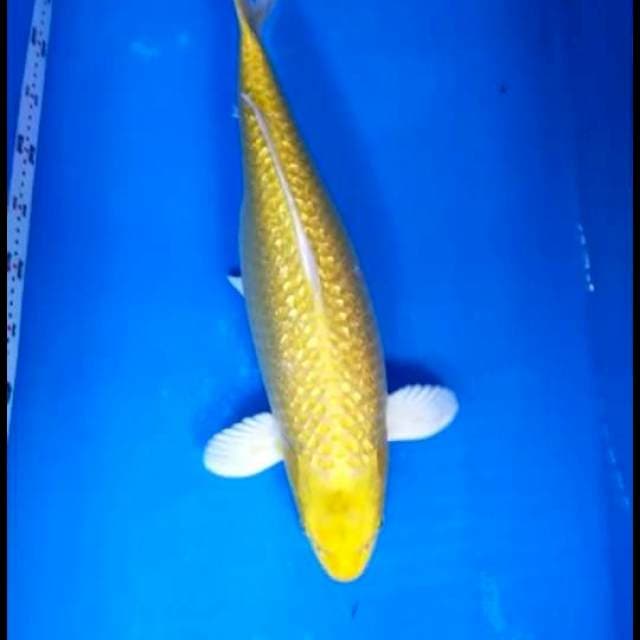 Yamabuki ogon F1 lokal female 56 cm ring bagus