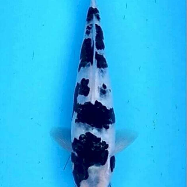 Koromo pola utsuri - kanoko sumi 28+cm
