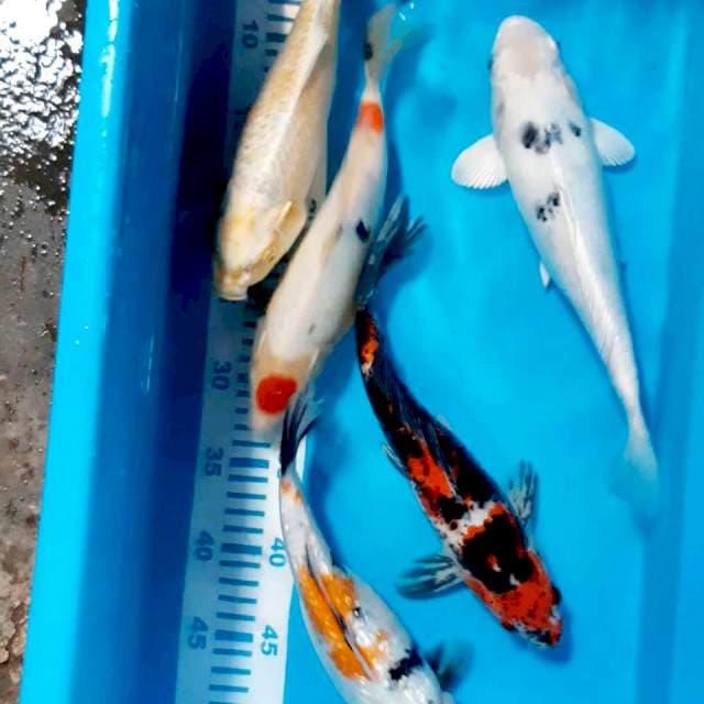 Mix 27 -29 cm