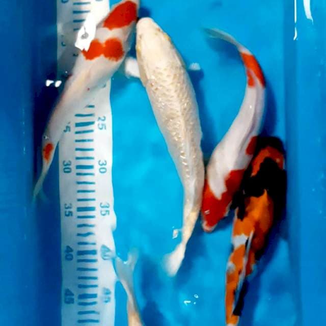 Mix 27 -30 cm
