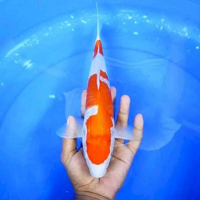 KOHAKU # 31CM