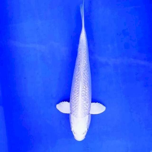 PLATINUM # 29CM
