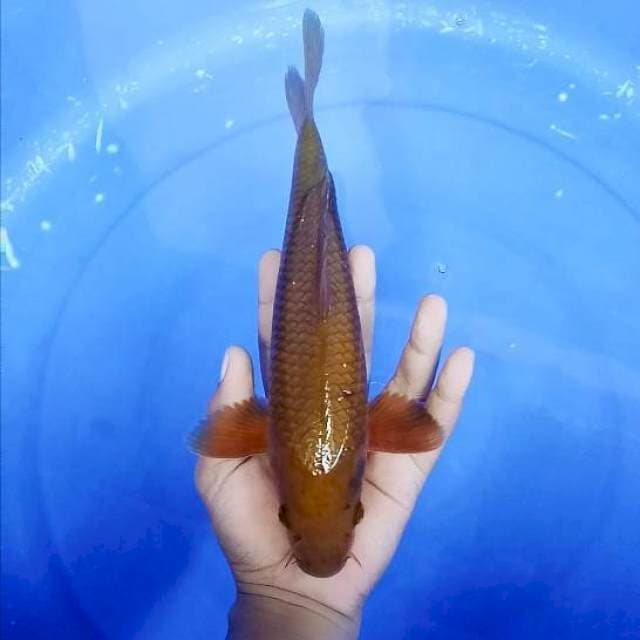 CHAGOI # 28CM