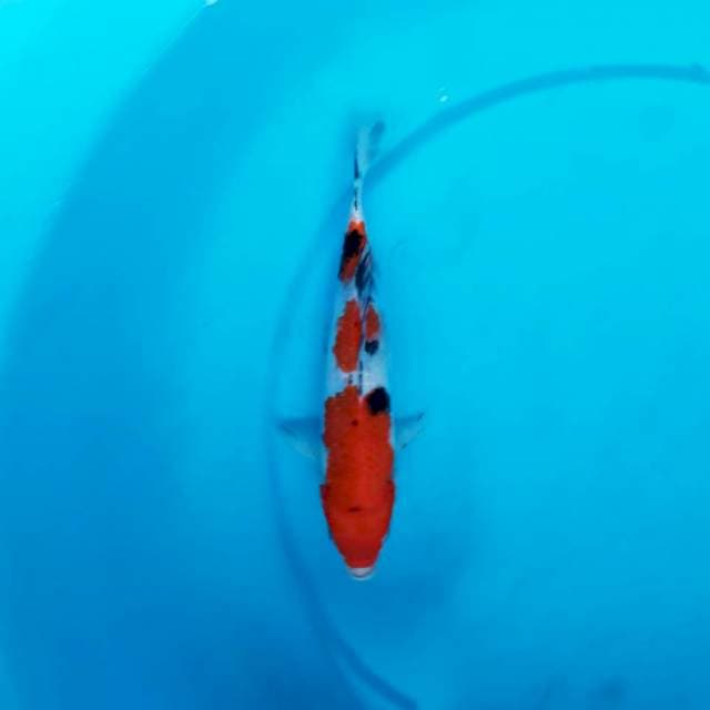 Sanke 22 cm