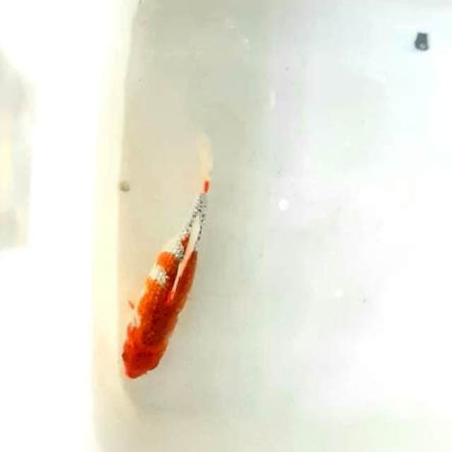 Goshiki ginrin 30cm