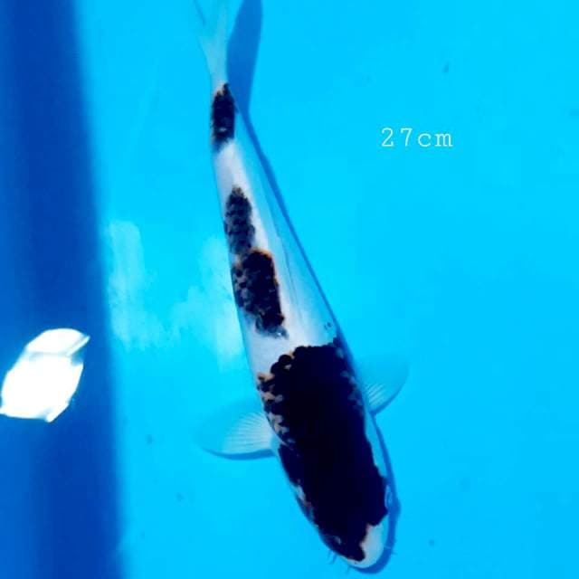 Goromo 27 cm