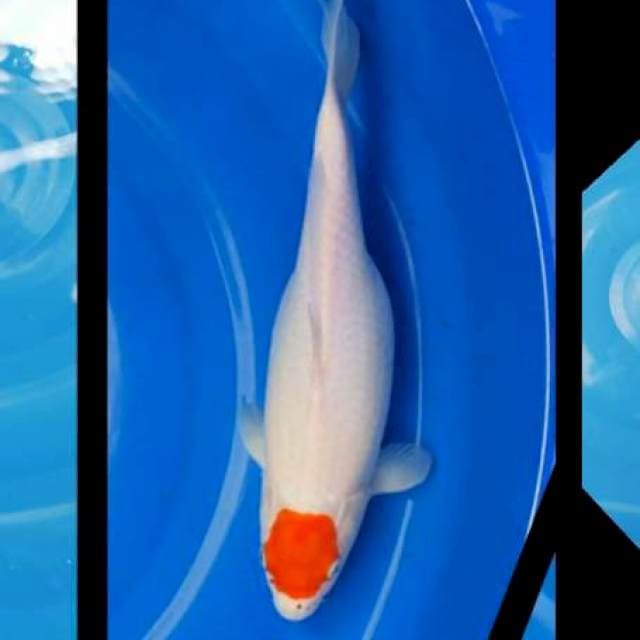 Tancho bernoda 34 cm