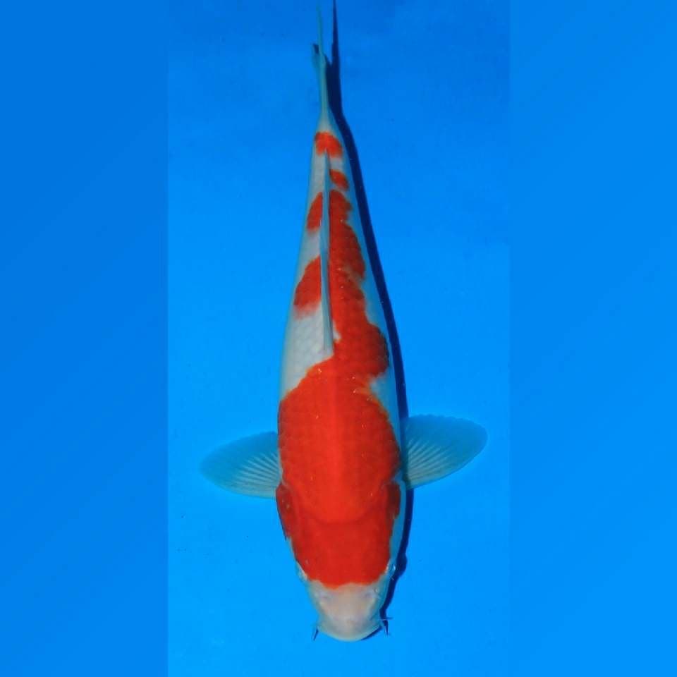 Kohaku F1 Taniguchi