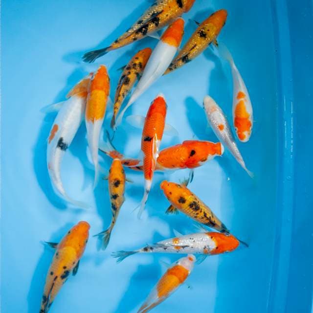 Mix Koi 15 ekor