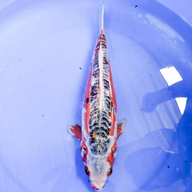 SHUSUI HANA , 38CM