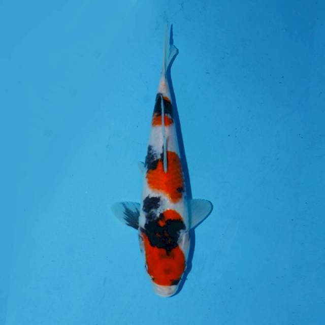 Kimdai showa jos 26cm male