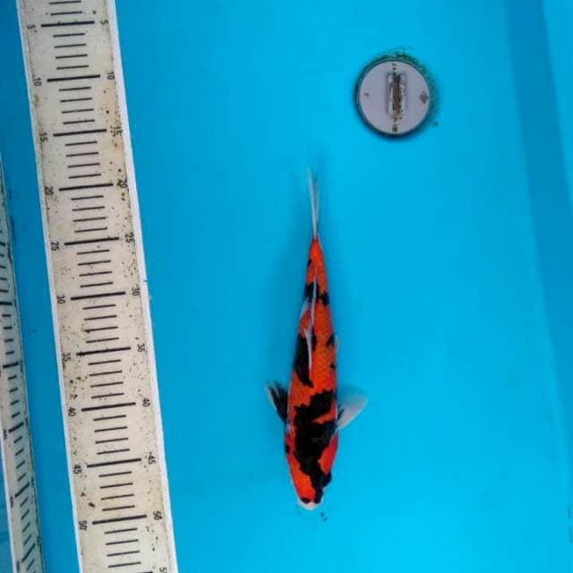 HiiShowa 30cm
