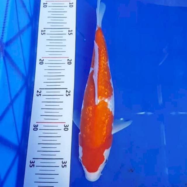 Kohaku ginrin 25cm