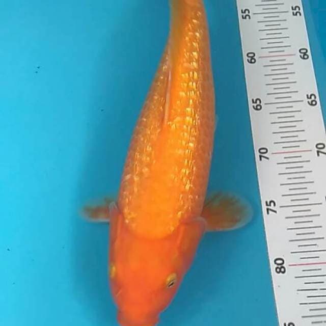 Karasi ginrin