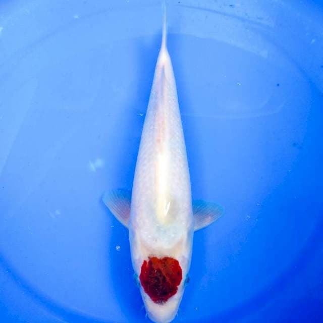 TANCHO AI GOROMO, ORI 33CM