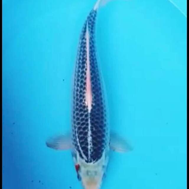 Asagi 39cm bahan kepieng
