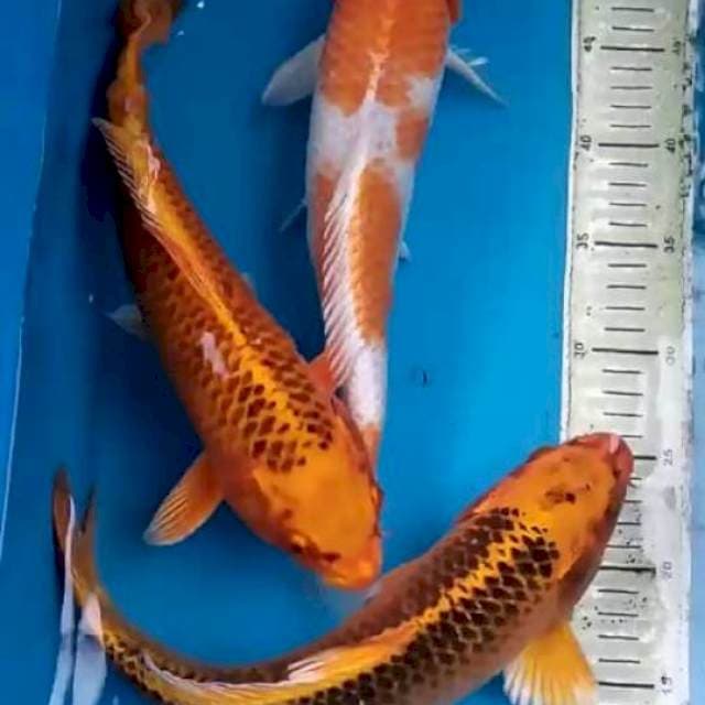 Paket Mix 32-34cm
