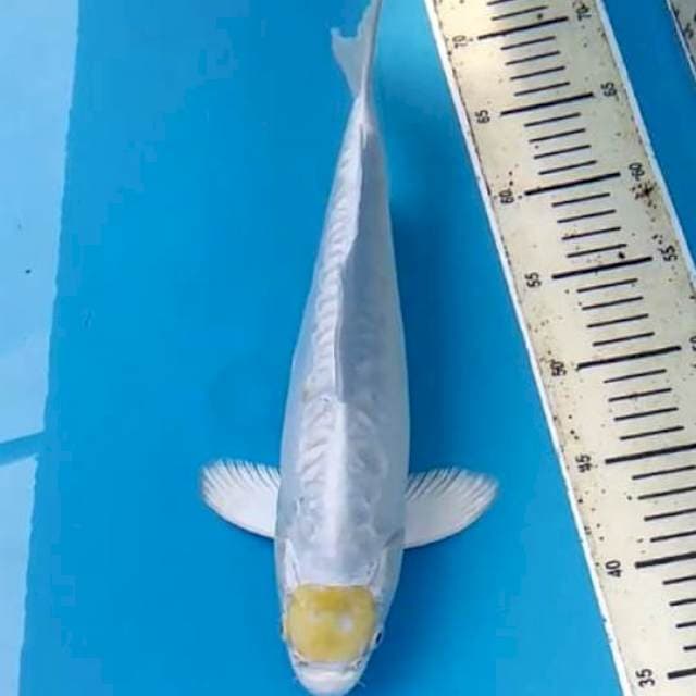 Tancho Hariwake 37cm