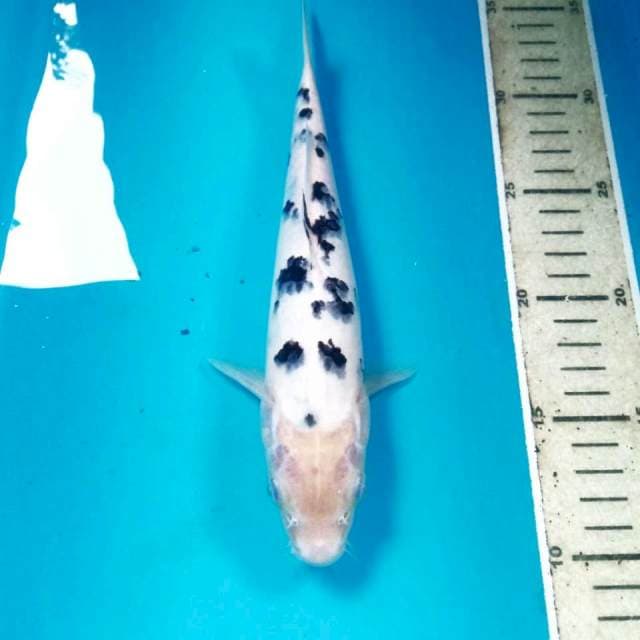 Bekko, 24 cm