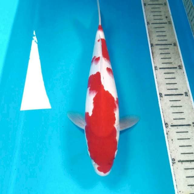 Kohaku, male 30 cm