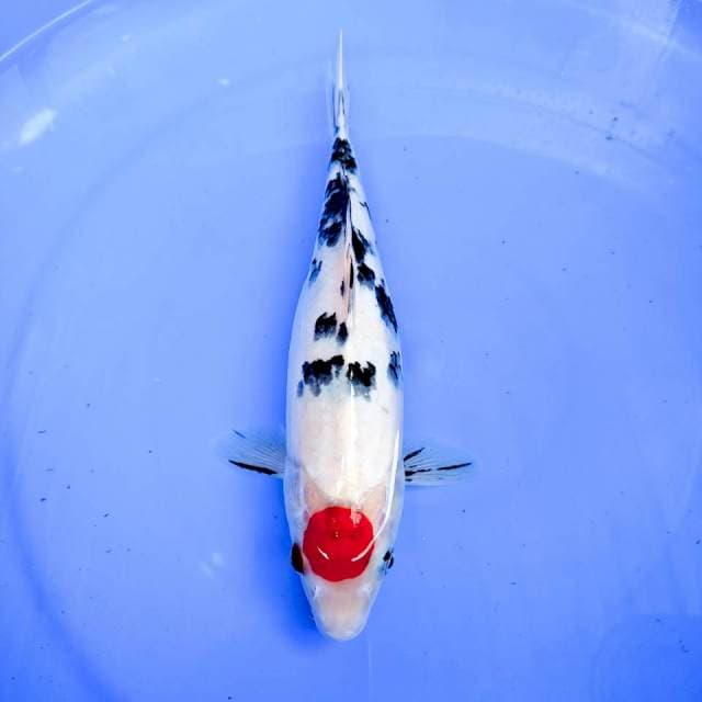 TANCHO SANKE, PUTIH SALJU