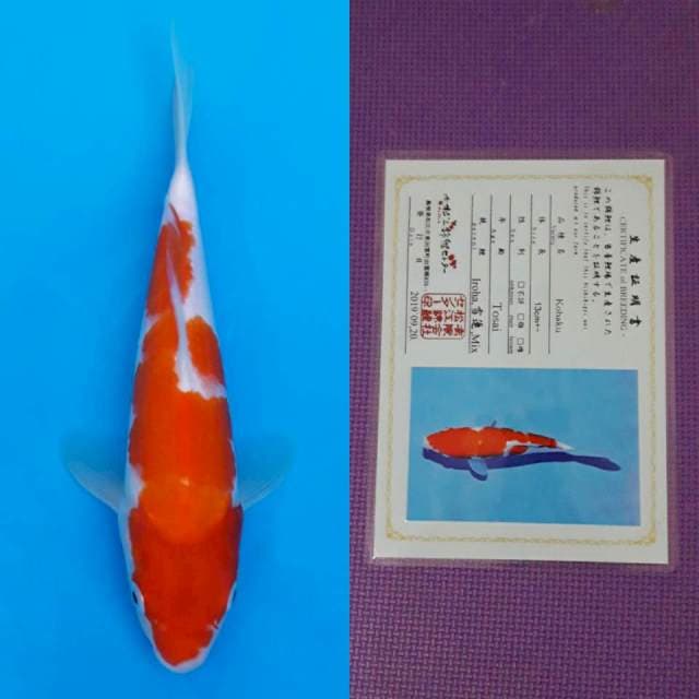 Matsue kohaku 24cm certy