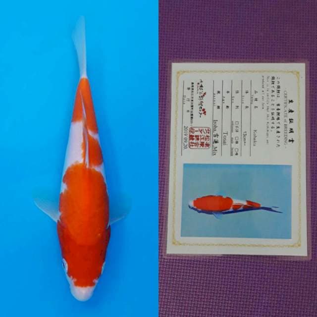 Matsue kohaku 21cm certy