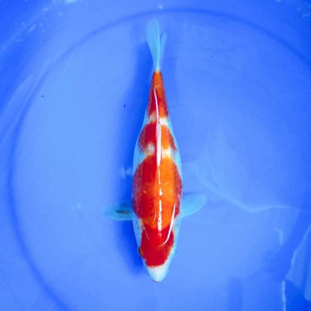 KOHAKU 3 STEPS, 25CM