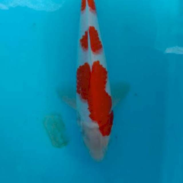 Kohaku ±27cm