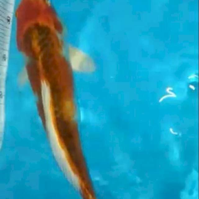 Kujaku 35cm
